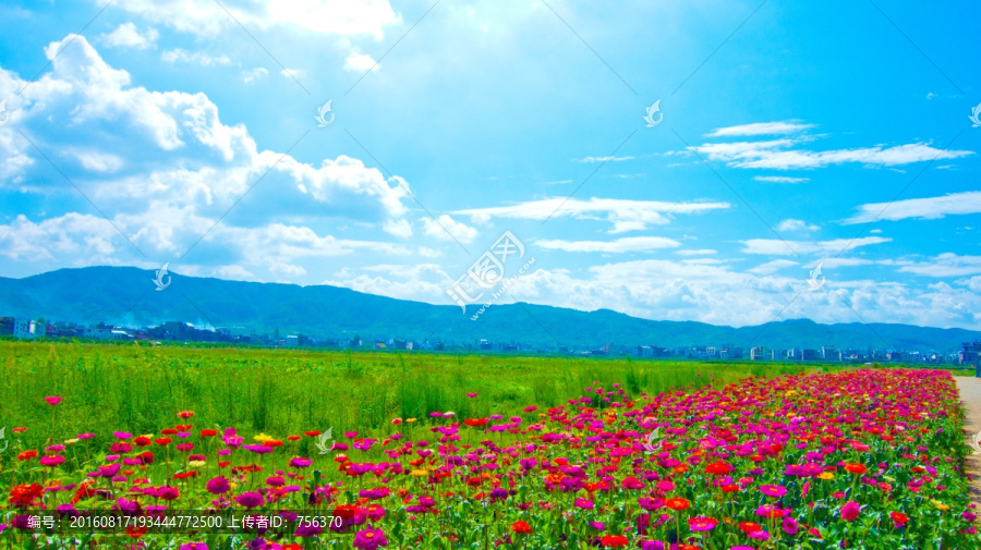 繁花似锦,花园