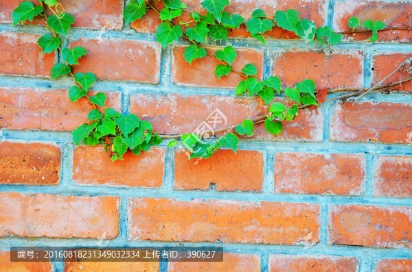 红砖墙,爬山虎,植物墙
