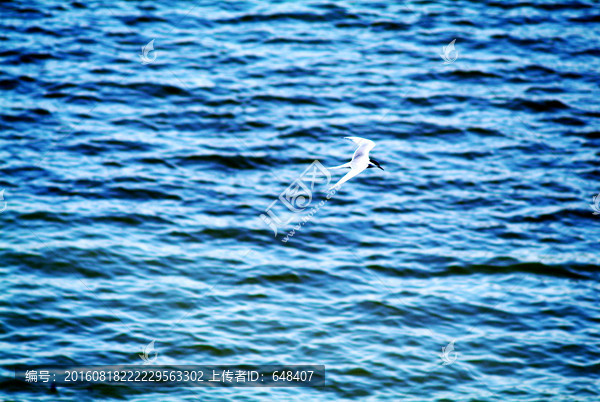 大海,蓝色海面,海鸥飞翔