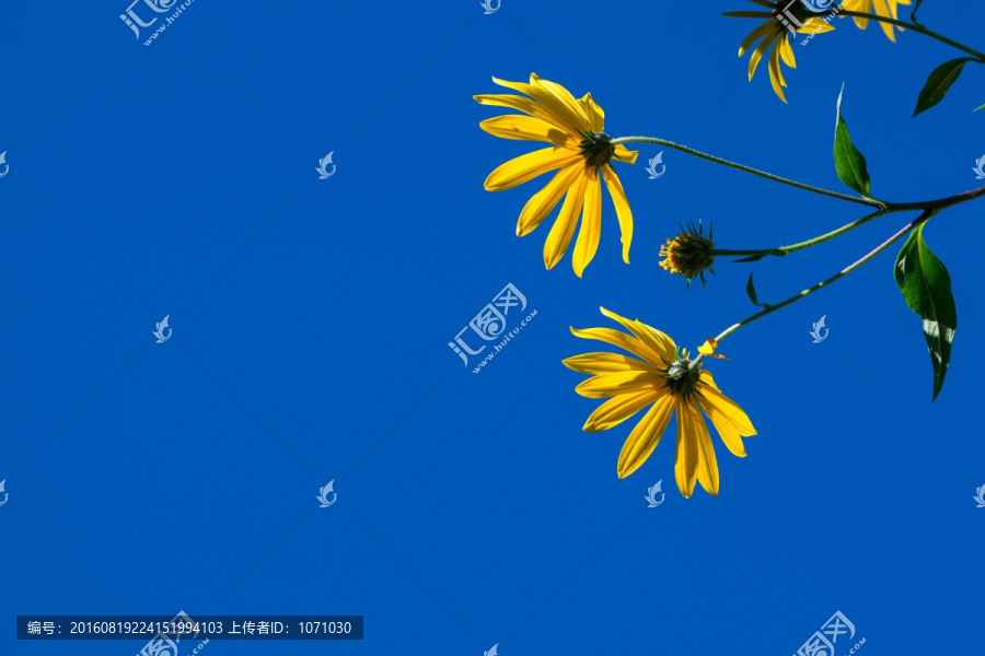 黄色花与蓝天