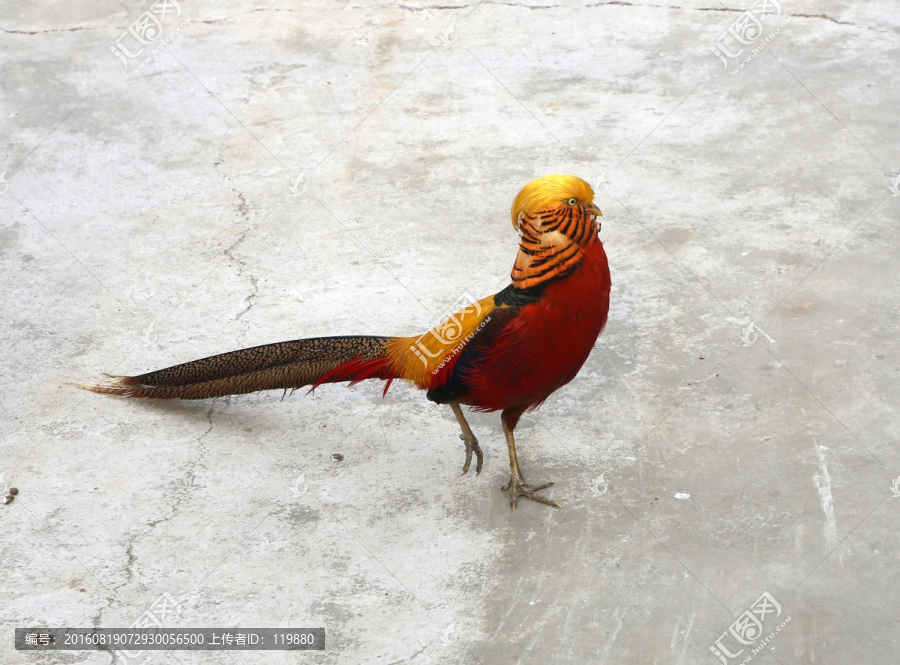 红腹锦鸡