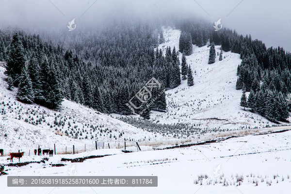 冬季天山山脉树林雪景