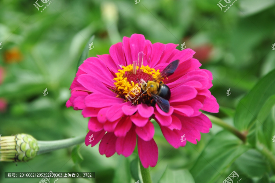 鲜花,蜜蜂