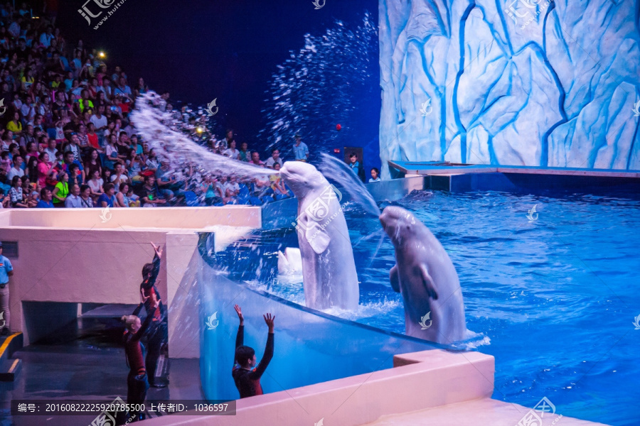 海洋王国白鲸表演