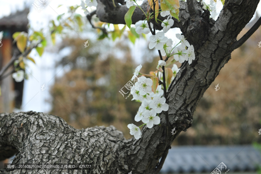 梨树花,梨园春色,白梨花