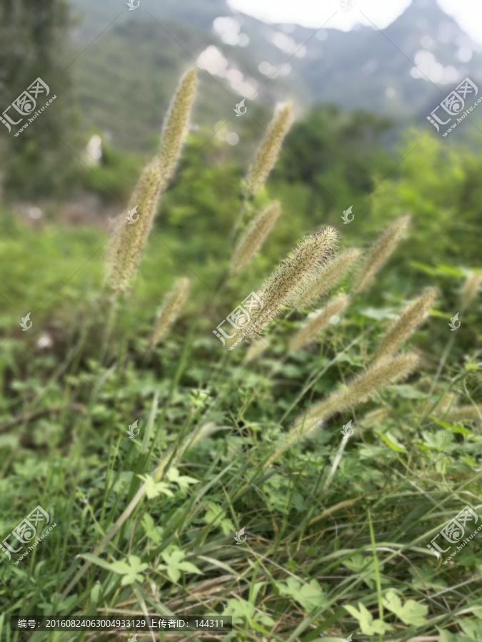 狗尾草