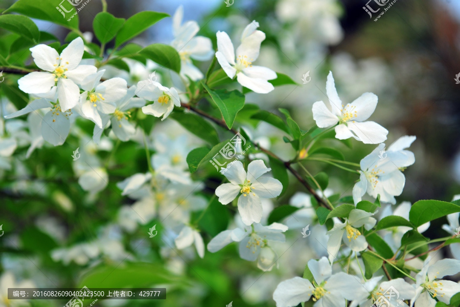 白色花,盛开的鲜花