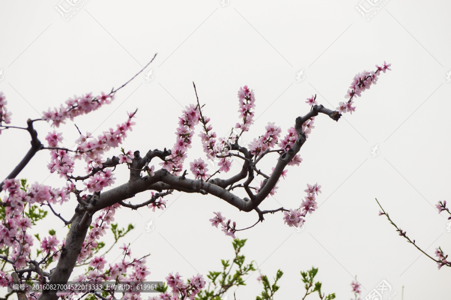 画意桃花