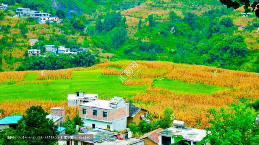 稻田,山地,人家