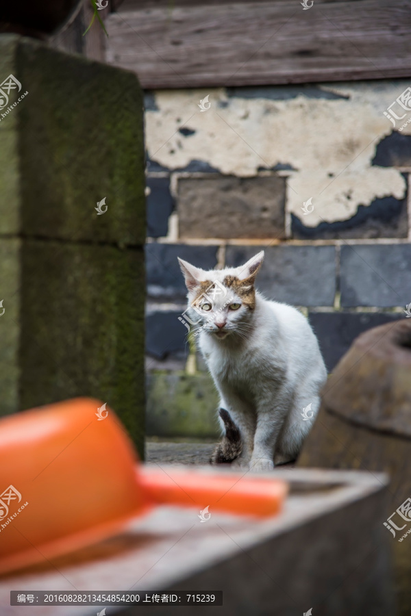 水缸边的家猫