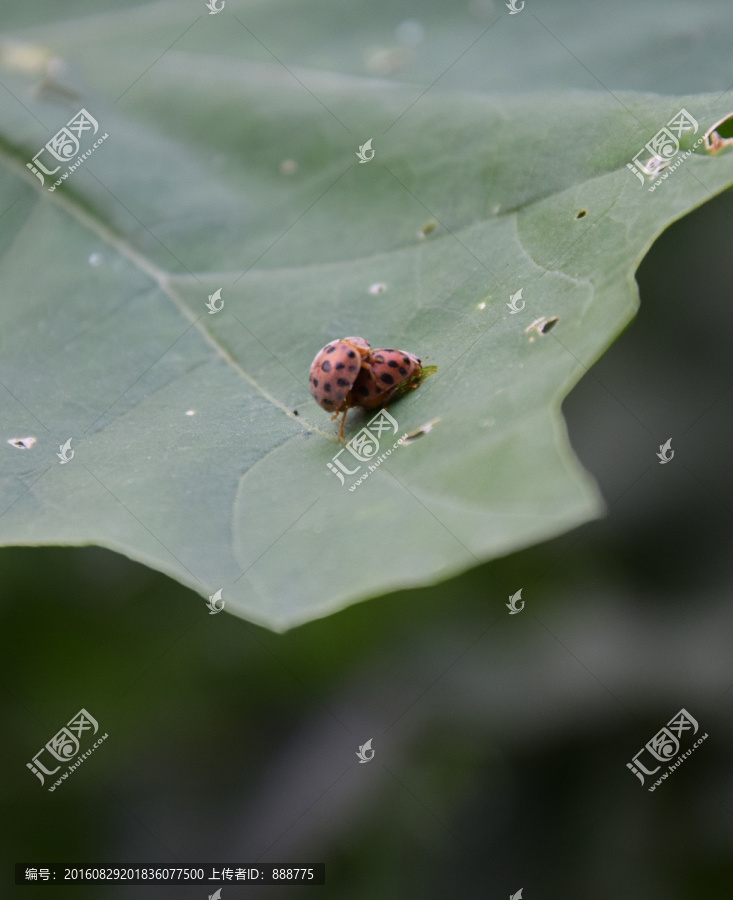 树叶上的七星瓢虫