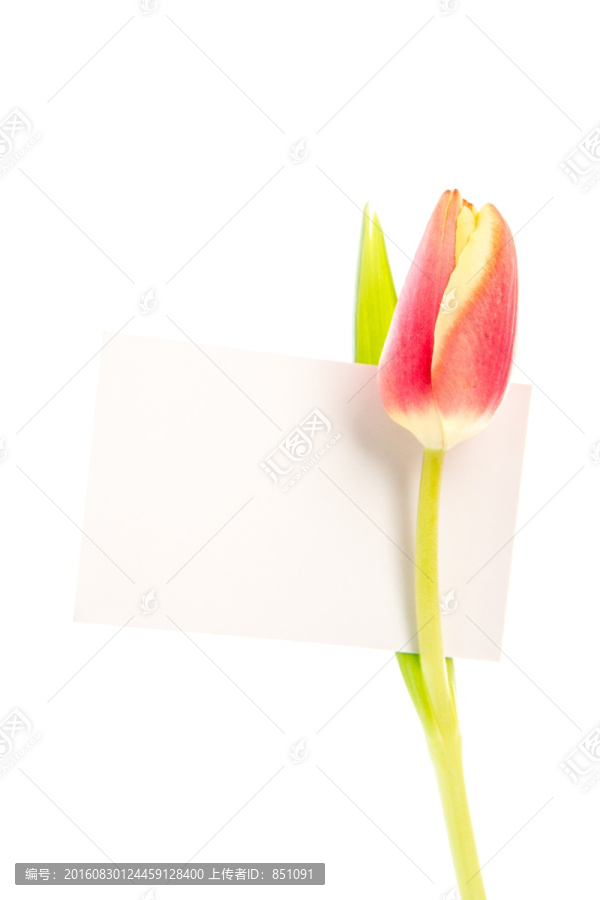 夹着节日卡片的粉色郁金香