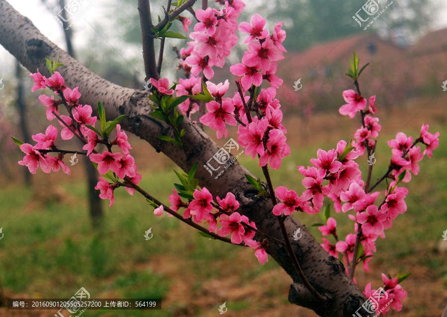 桃花