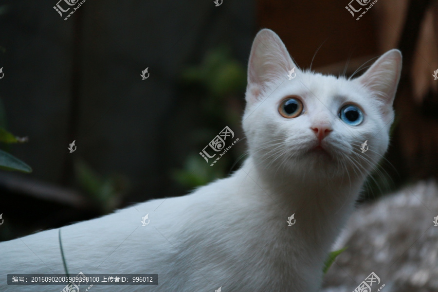喵星人,猫猫,白色,波斯眼