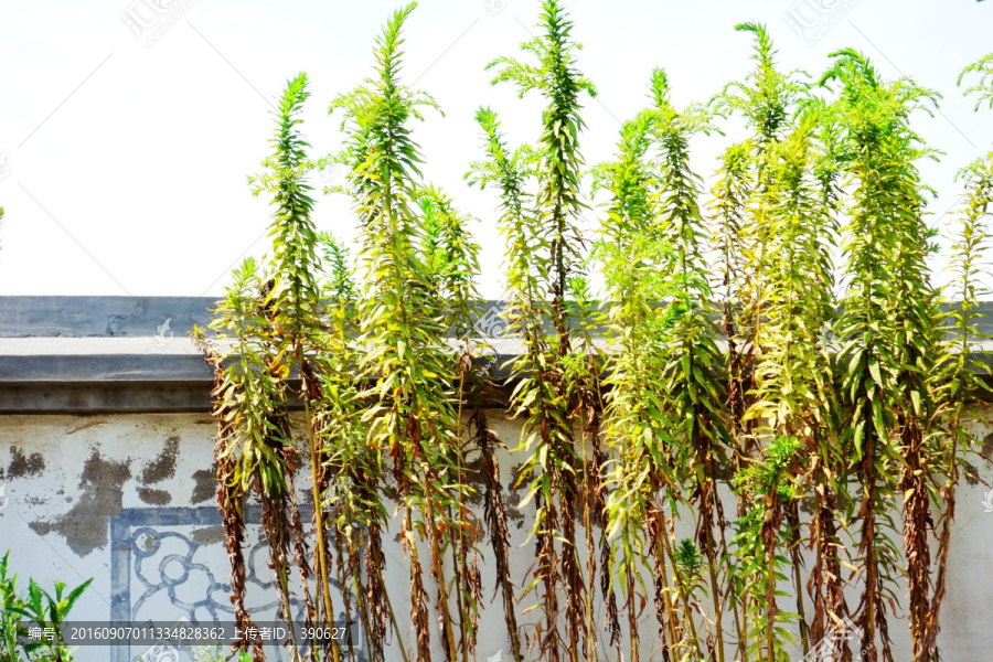 植物墙,围墙