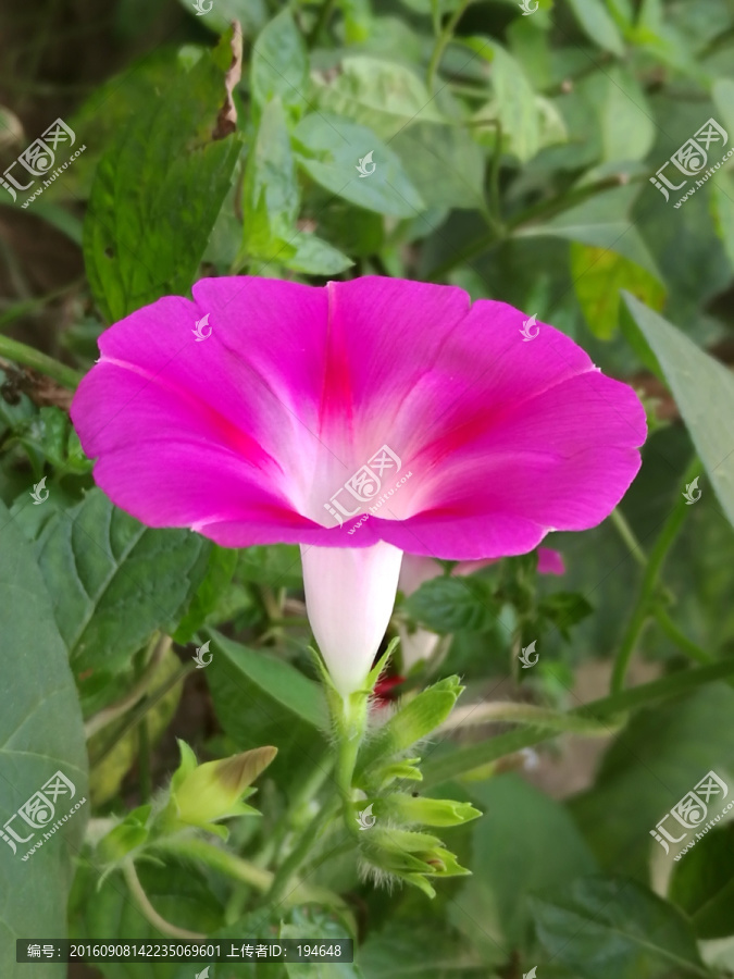 牵牛花