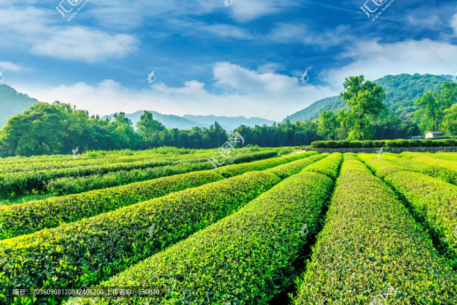 茶园