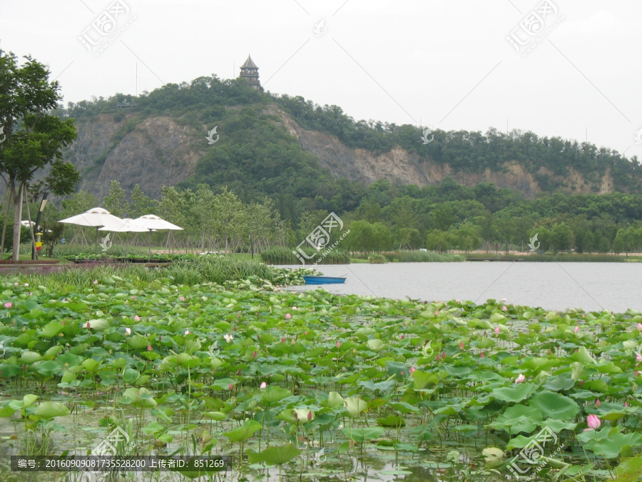 荷花与山