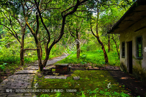 阳光树林风景