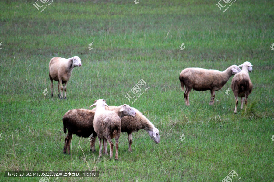 羊群,草原,牧区