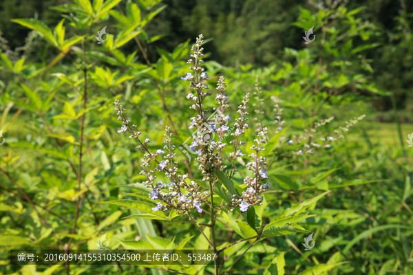 黄荆花