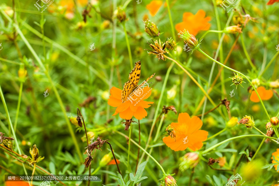 蝴蝶和黄色小菊花