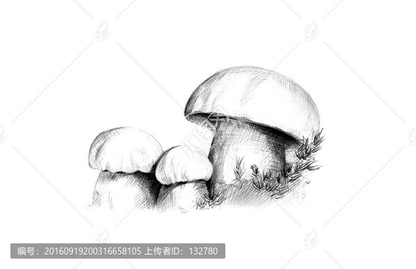 素描牛肝菌