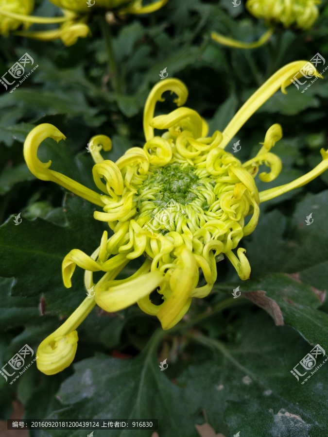 菊花
