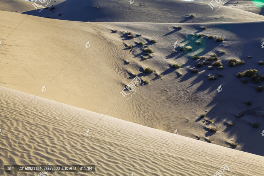 甘家湖保护区沙漠黄沙