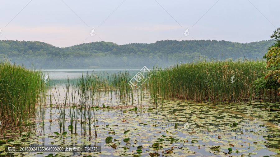 唯美自然风景之湖中水草