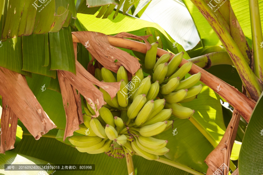 天然绿色即将丰收的香蕉