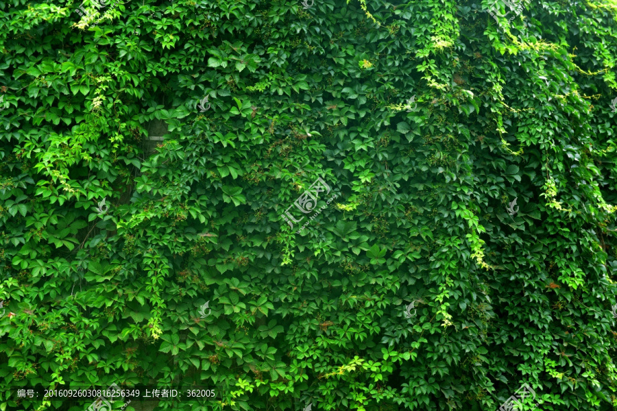 绿色植物墙