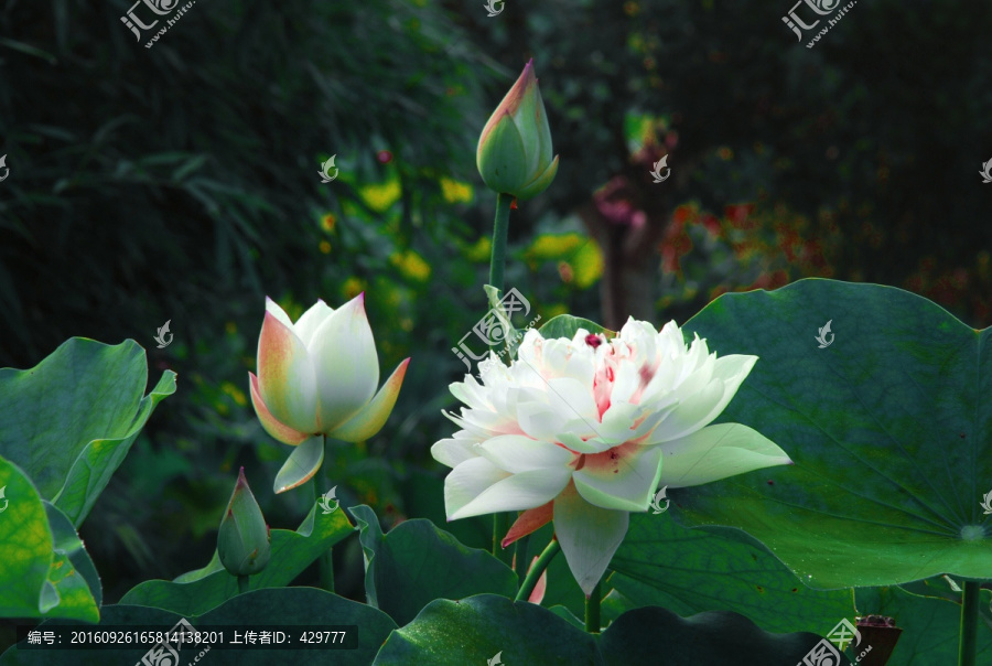 荷花,荷塘,荷花池