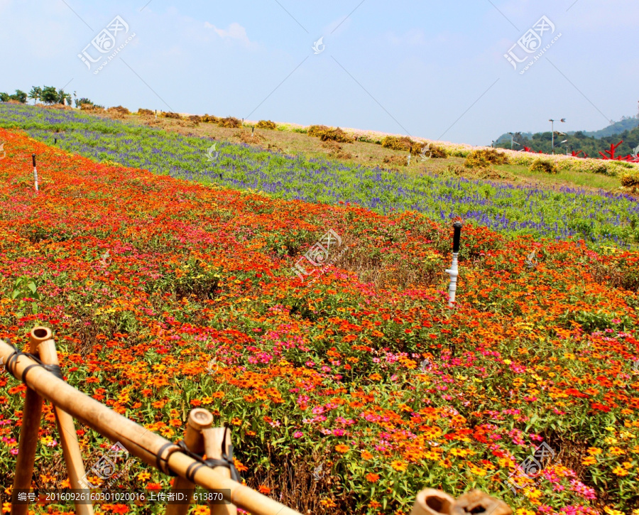 花田