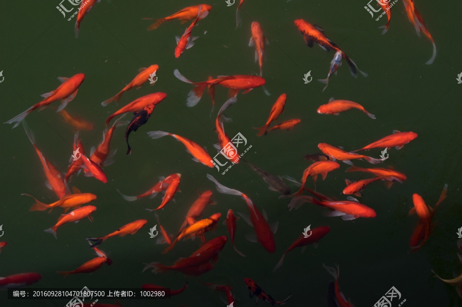 锦鲤