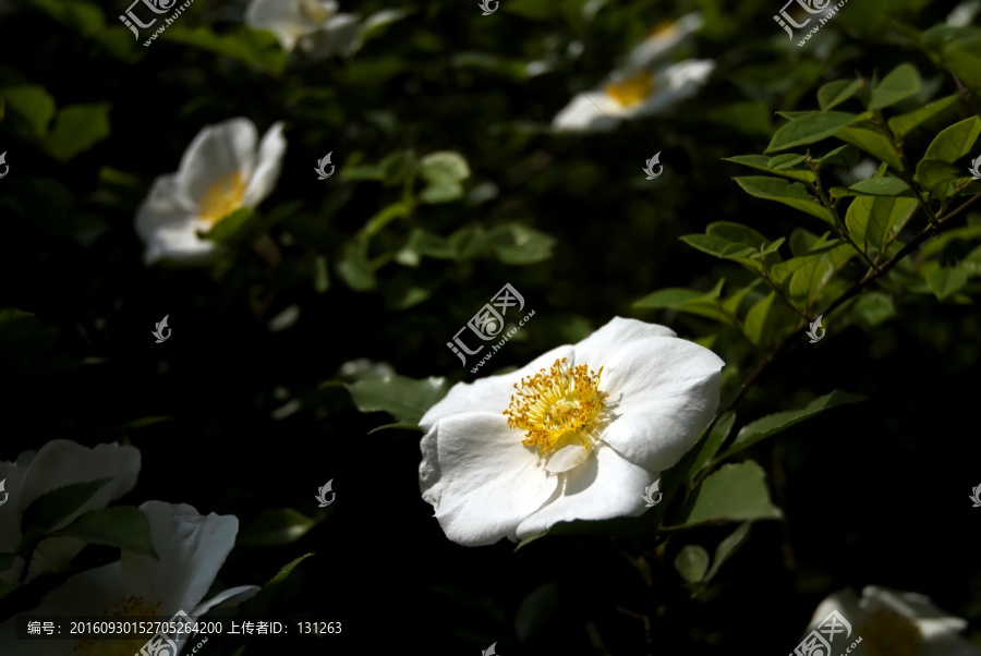 金樱子,白色花,中草药