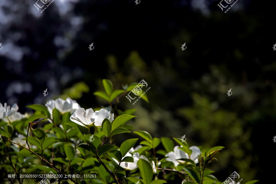 金樱子,白色花,中草药