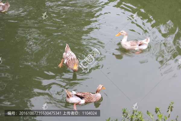 游水的鸭子