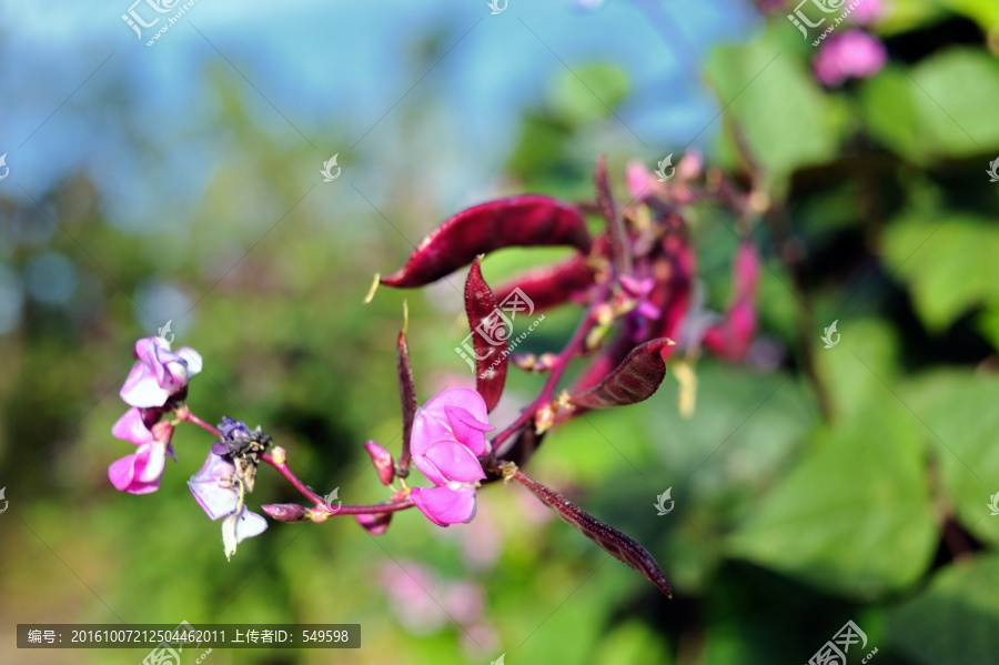 扁豆花