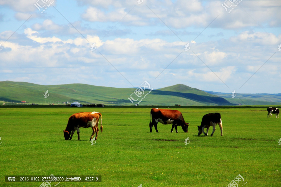 草原上的牛群