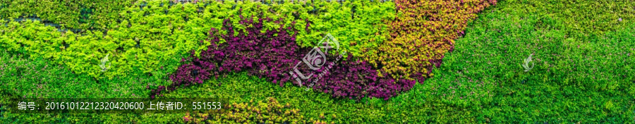 植物墙