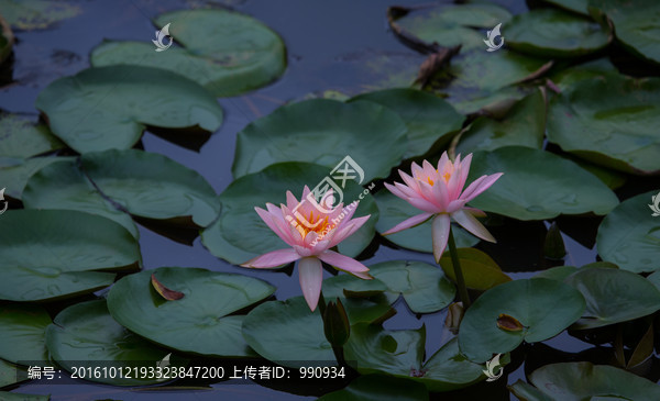 莲花,花卉