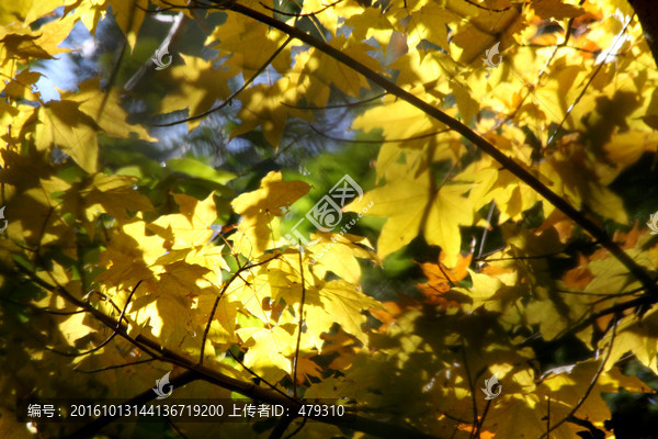 树木,秋天,树,树叶,金黄,秋