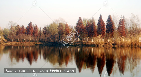 湿地,,红杉树林
