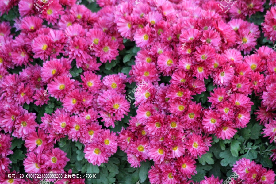 菊花,鲜花,菊展,秋菊