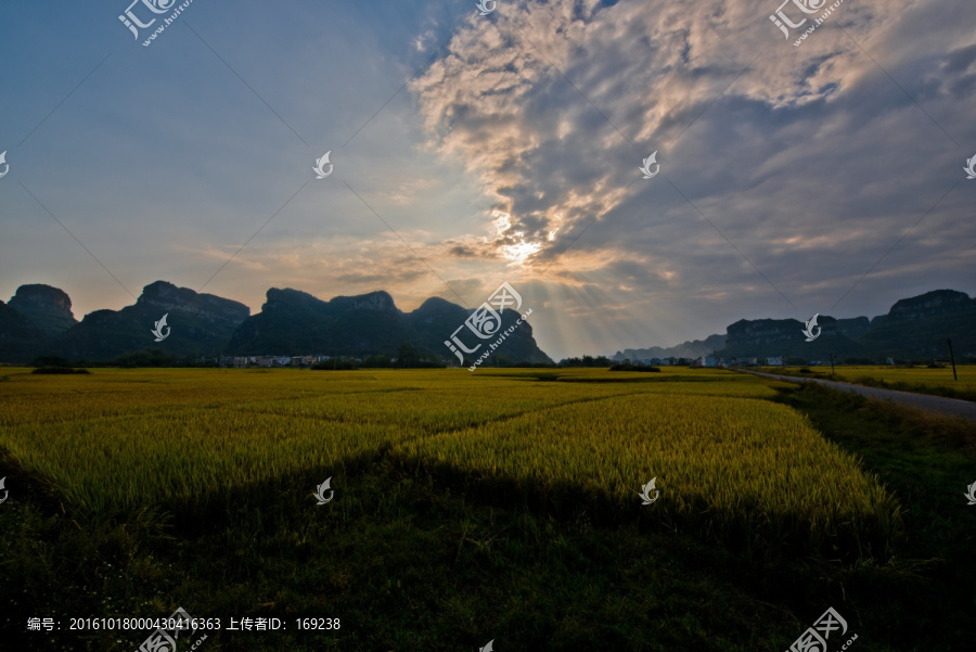 田野