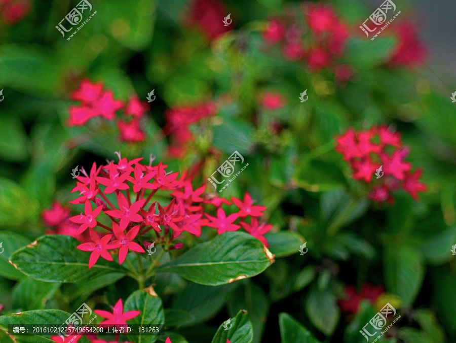 繁星花,红色小碎花,五星花