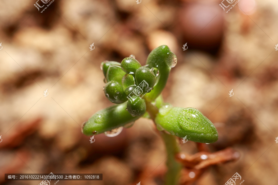 多肉植物