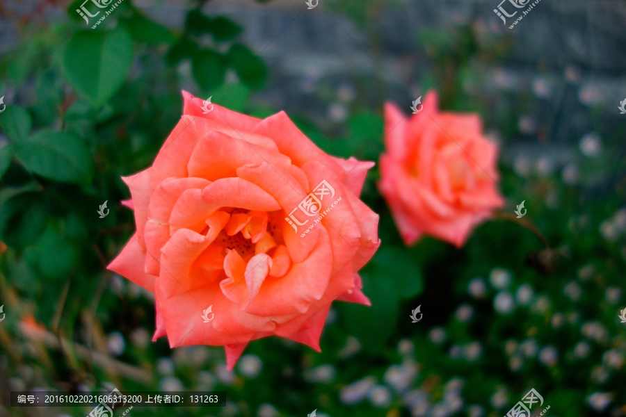 粉色月季花,粉玫瑰,粉蔷薇
