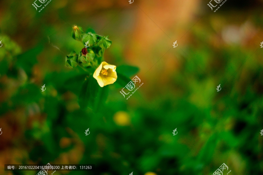 黄色小野花,黄色碎花